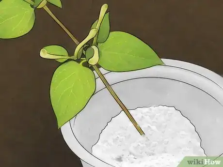 Image intitulée Grow Honeysuckle Step 11