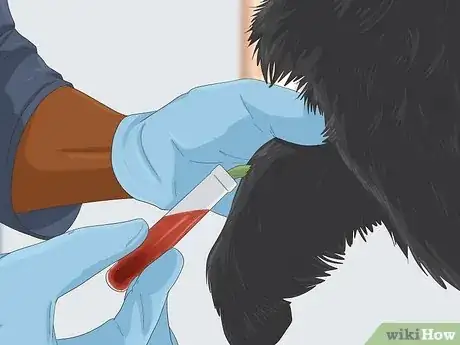 Image intitulée Treat Canine Stroke Step 3
