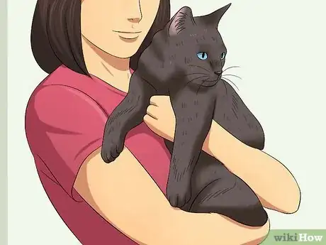 Image intitulée Carry a Cat Step 2
