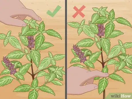 Image intitulée Grow Basil Step 10
