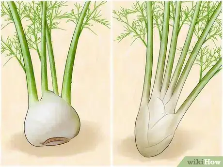 Image intitulée Grow Fennel Step 1