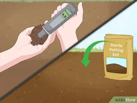 Image intitulée Grow Papaya Step 2