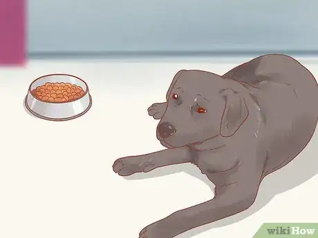 Image intitulée Spot an Epulis in Dogs Step 4