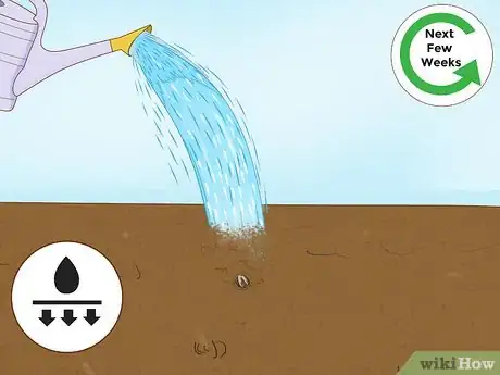 Image intitulée Grow Papaya Step 5