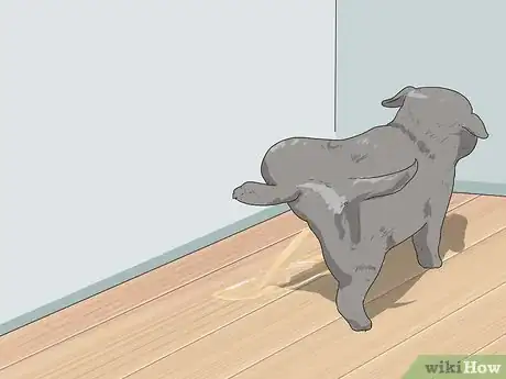Image intitulée Tell if a Dog Is a Girl or Boy Step 9