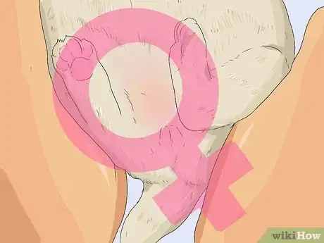 Image intitulée Tell if a Dog Is a Girl or Boy Step 6