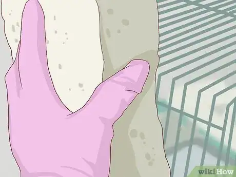Image intitulée Breed Budgies Step 20