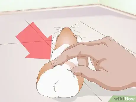 Image intitulée Diagnose Lumps in Guinea Pigs Step 3