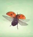 prendre soin d'une coccinelle