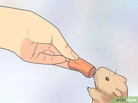 Image intitulée Feed Dwarf Hamsters Step 2