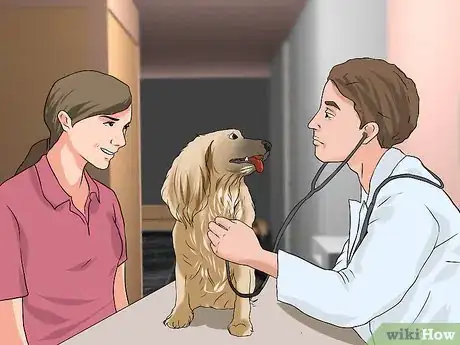 Image intitulée Treat Ear Infections in Cocker Spaniels Step 5