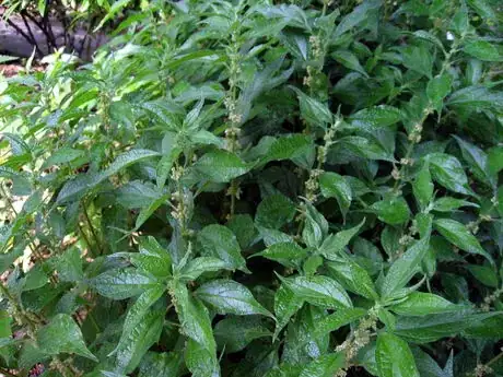 Image intitulée Parietaria_officinalis