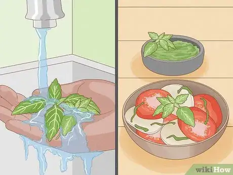 Image intitulée Grow Basil Step 11