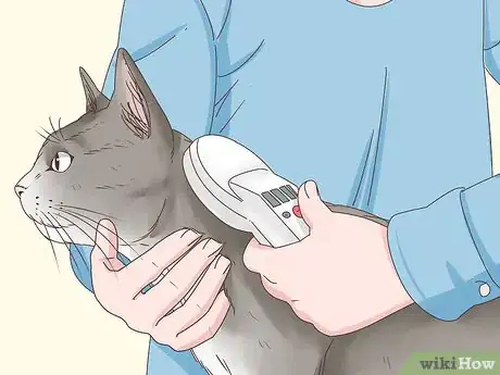 Image intitulée Know if a Cat Is a Stray Step 11