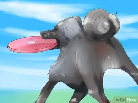 Image intitulée Bond With Your Dog Step 5