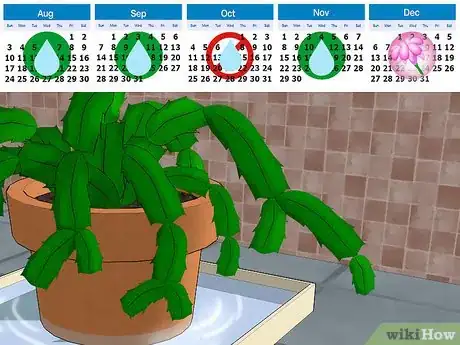 Image intitulée Care for a Christmas Cactus Step 7
