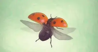 prendre soin d'une coccinelle