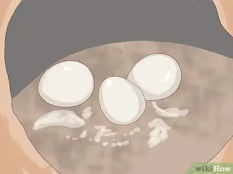 Image intitulée Breed Budgies Step 16
