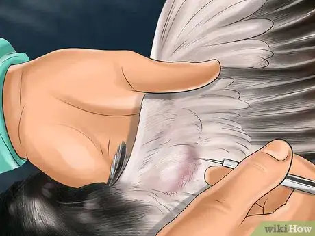 Image intitulée Vaccinate Chickens Step 40