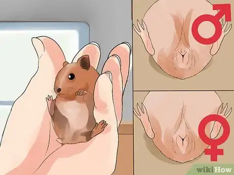 Image intitulée Care for Baby Guinea Pigs Step 6
