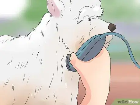 Image intitulée Groom a Westie Step 5