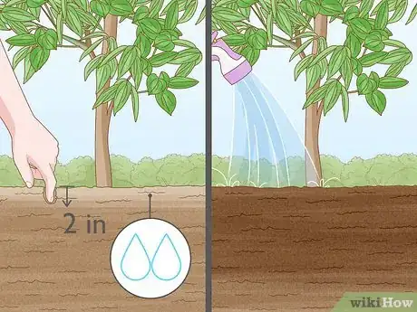 Image intitulée Grow Cinnamon Step 11