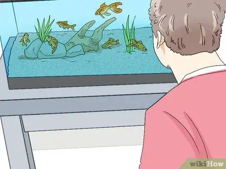 Image intitulée Lower Ammonia Levels in Your Fish Tank Step 8