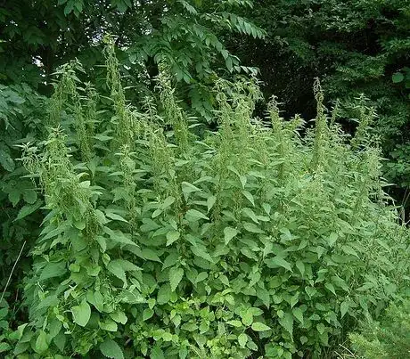 Image intitulée Urtica_dioica10_ies