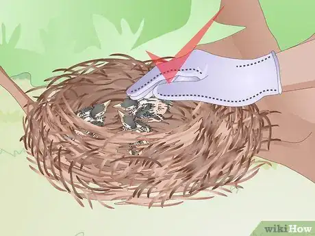 Image intitulée Feed Wild Baby Birds Step 5