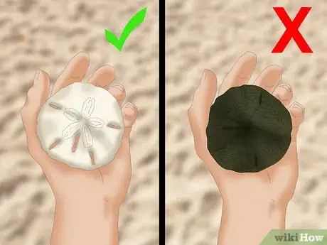 Image intitulée Clean and Preserve Sand Dollars Step 1