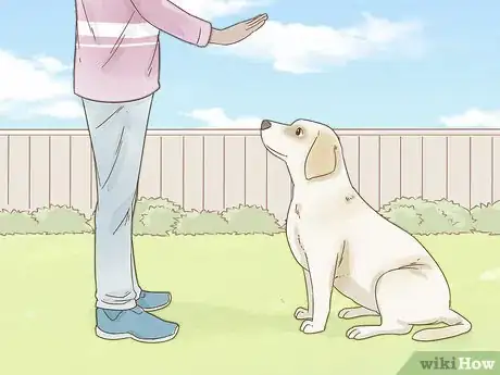 Image intitulée Reduce Anxiety in Dogs Step 3