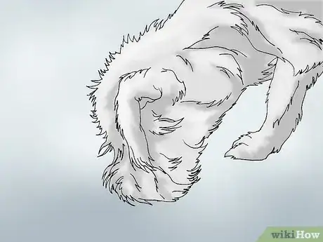Image intitulée Recognize Signs of Hip Dysplasia in Dogs Step 15