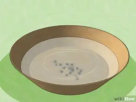 Image intitulée Grow a Sensitive Plant Step 2
