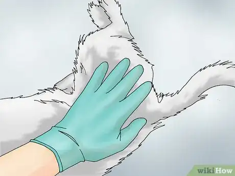 Image intitulée Recognize Signs of Hip Dysplasia in Dogs Step 17