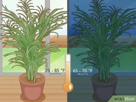 Image intitulée Propagate Areca Palm Step 11