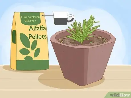 Image intitulée Plant Lavender in Pots Step 8