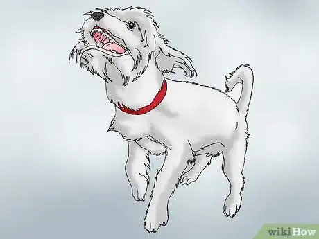 Image intitulée Recognize Signs of Hip Dysplasia in Dogs Step 16