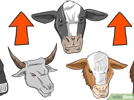 Image intitulée Feed Cattle Step 2Bullet3