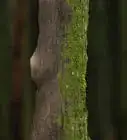 trouver l’étoile Polaire