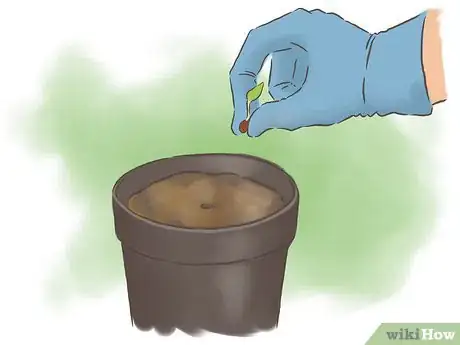 Image intitulée Grow Kidney Beans Step 10