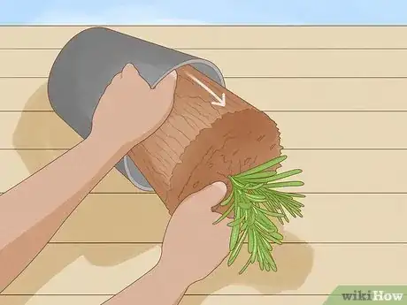 Image intitulée Plant Lavender in Pots Step 5