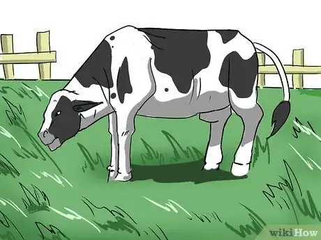 Image intitulée Feed Cattle Step 2Bullet7