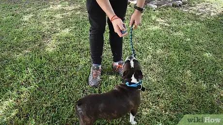 Image intitulée Clicker Train Your Dog Step 3