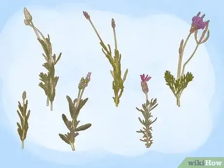 Image intitulée Plant Lavender in Pots Step 1