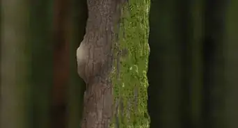 trouver l’étoile Polaire
