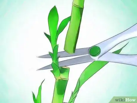 Image intitulée Grow Lucky Bamboo Step 12