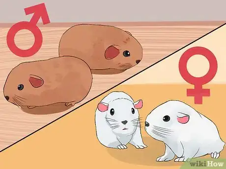 Image intitulée Care for Baby Guinea Pigs Step 7