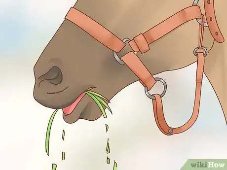 Image intitulée Fatten up a Horse Step 2
