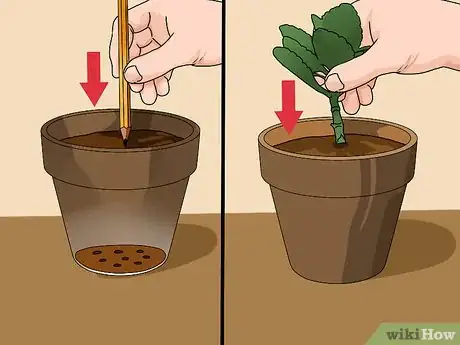 Image intitulée Grow Kalanchoe Step 4