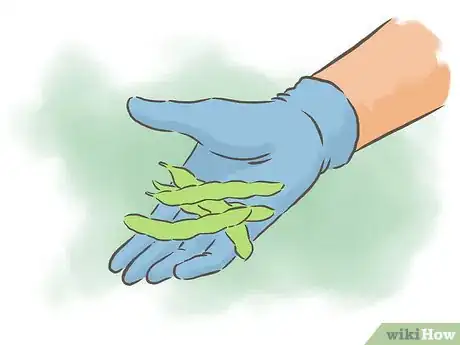 Image intitulée Grow Kidney Beans Step 16